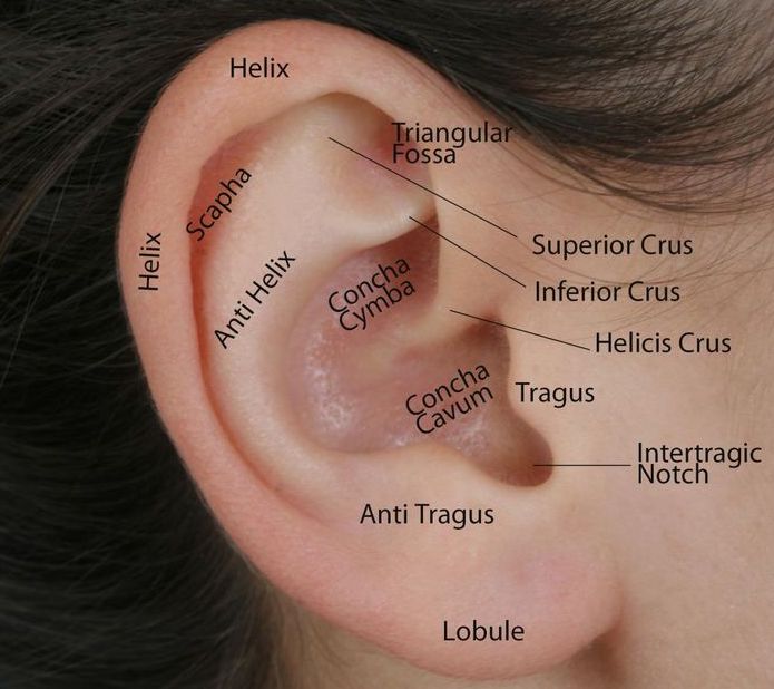 extrinsic ear muscles