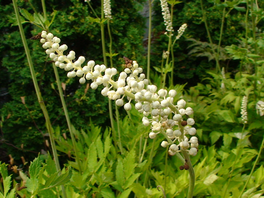 Black cohosh (Actaea racemosa)