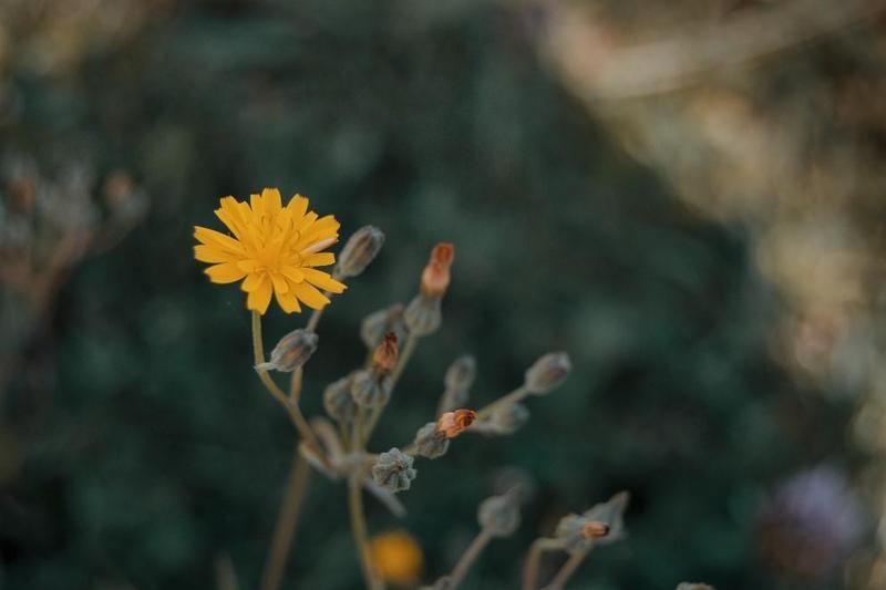 image-preview
