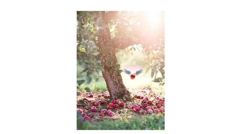 image-preview