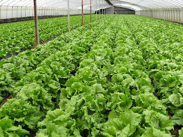 Denmark to Become Organic